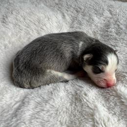 Apollo - Blue male Pomsky puppy in Boonville, Indiana from Elysian Pomskies