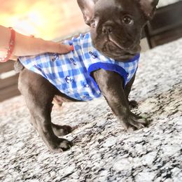 French Bulldog Puppies from Bouledogue Royal