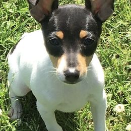 Toy Fox Terrier Puppies from K's Toy Fox Terriers