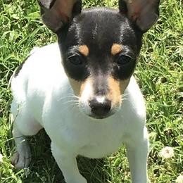 Toy Fox Terrier Puppies from K's Toy Fox Terriers