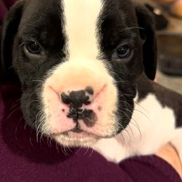 Blue Collar Boy - White male Boxer puppy in East Longmeadow, Massachusetts from Boxer Bliss