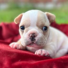 Jack - Cream male French Bulldog puppy in Elmore City, Oklahoma from OK America Kennels