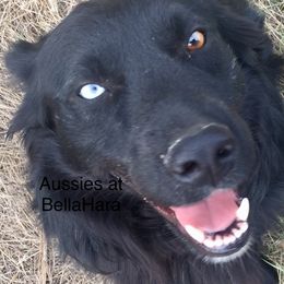 Colum - Australian Shepherd