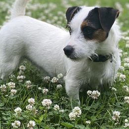 American Hunt Terriers and Russell Terriers from Moe's Shorty Jacks