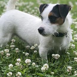 American Hunt Terriers and Russell Terriers from Moe's Shorty Jacks