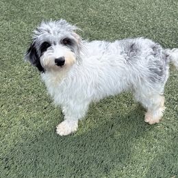 Bluey - Aussiedoodle