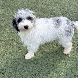 Bluey - Aussiedoodle