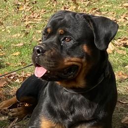 Vada - Rottweiler