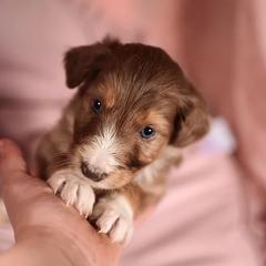 Bernedoodle, Bordoodle, and Golden Retriever Puppies from Golden Light Puppies