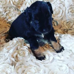 Australian Shepherd Puppies from Diamond Aussies N the Rough