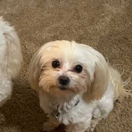 Maltese from Fisher's Pup-cakes
