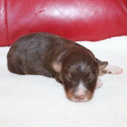 Girl 2 - female Australian Shepherd puppy in Colorado from Firestone Australian Shepherds