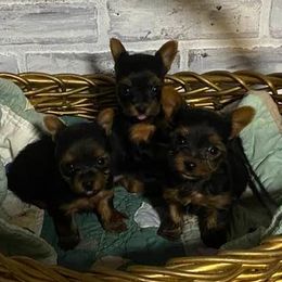 Yorkshire Terriers from Perfectpups