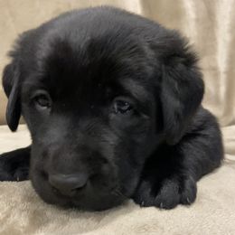 Labrador Retriever Puppies from Retrieving Labradors