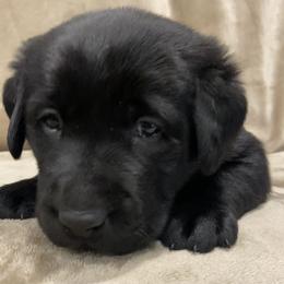 Labrador Retriever Puppies from Retrieving Labradors