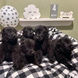 Max - Black male German Shepherd puppy in Stanardsville, Virginia from Majestic K9 LLC