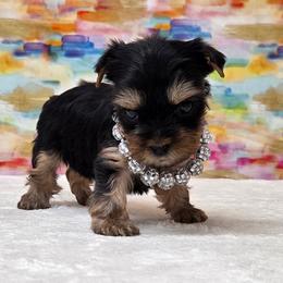 Diva - Black and tan female Yorkshire Terrier puppy in Monticello, Iowa from Ashley’s Puppies