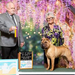 Chinese Shar-Pei from Royal Guard Shar Pei