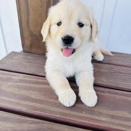 Girl 4 Tulip - Light golden female Golden Retriever puppy in Angier, North Carolina from Howard's Retrievers