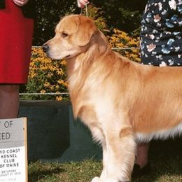 Golden Retrievers from Kelore Goldens