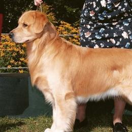 Golden Retrievers from Kelore Goldens