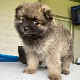 Pomeranian Puppies from Mitty’s Alabama Pomeranians