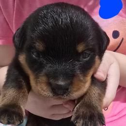 Boy 1 - Black and mahogany male Rottweiler puppy in San Antonio, Texas from HAUS OF RZA