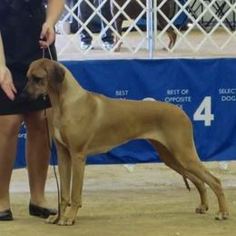 Rhodesian Ridgeback Puppies from Aziza Ridgebacks