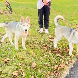 Puppy 5 - Agouti and white female Gerberian Shepsky puppy in Louisville, Kentucky from Arsen's Purebreds & Hybrids