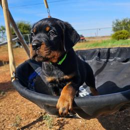 Boy 3 - Black and mahogany male Rottweiler puppy in Merkel, Texas from Stolz Rottweilers von Raiden