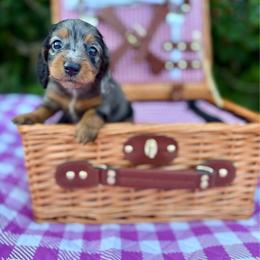 Mango - Dapple female Dachshund puppy in Westport, Kentucky from Lonestar Creek Farm