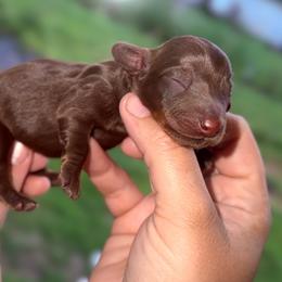 Poppie - Chocolate and tan female Dachshund puppy in Conway, Missouri from Ozark Mountain Kennel