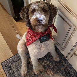 Gracie - Poodle