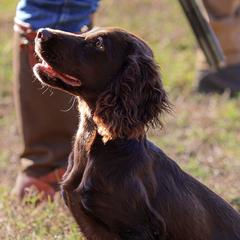 English Cocker Spaniels from Hawkeye Kennels
