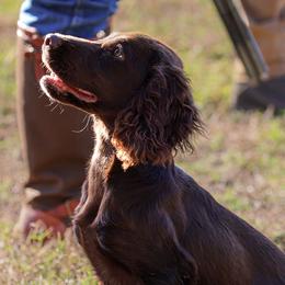 English Cocker Spaniels from Hawkeye Kennels