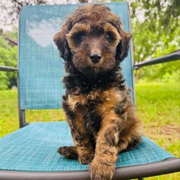 Doughnut - Sable female Aussiedoodle puppy in Watertown, Wisconsin from Little Bear Paws Aussiedoodles