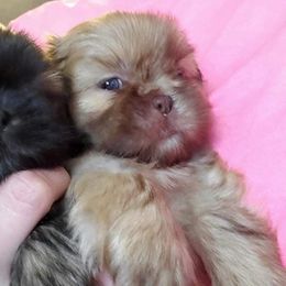 Shih Tzu Puppies from Tammy’s Shih-Tzu Love Jones