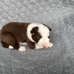 Girl 3 - Red female Border Collie puppy in Centerville, Washington from Forthright Farms