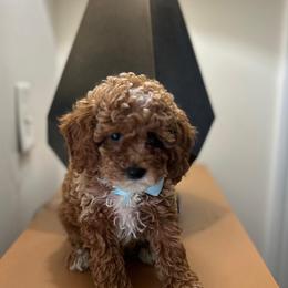 Leon - Red  male Poodle puppy in Mint Hill, North Carolina from DoodleForever