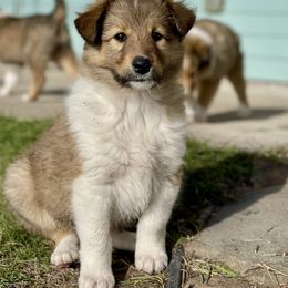 Line - Sable and white Old Time Scotch Collie puppy in Coram, Montana from Sandy Bottoms Farm