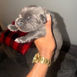 Manny - Gray male Cane Corso puppy in Hephzibah, Georgia from Bellissima Cala Cane Corso