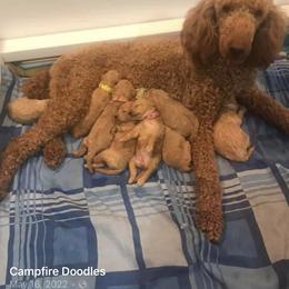 Goldendoodle Puppies from Campfire mini doodles and poodles