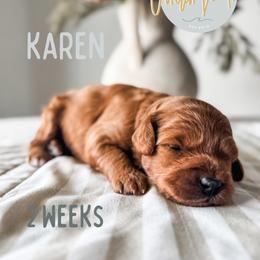 Karen - Red  female Goldendoodle puppy in Jacksonville, Florida from First Coast Goldendoodles