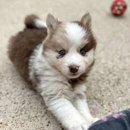 Pomsky Puppies from Ponderosa Pomskies