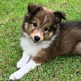 Shetland Sheepdog Puppies from K&A Shetlands Sheepdog's