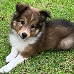Shetland Sheepdog Puppies from K&A Shetlands Sheepdog's