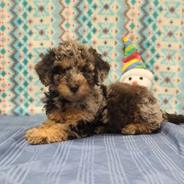 Aussiedoodle, Australian Shepherd, Bernedoodle, Cockapoo, and Poodle Puppies from Sis' Doodles & Poodles