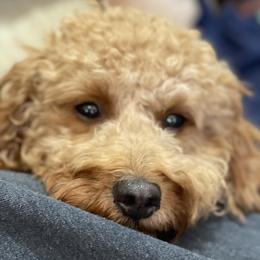 Andi - Goldendoodle