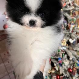 Girl 2 - Black parti female Pomeranian puppy in El Paso, Texas from Texas quality pomeranians
