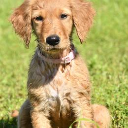 Girl 3 - female Golden Retriever puppy in Milan, Tennessee from Ivy League Golden Retrievers